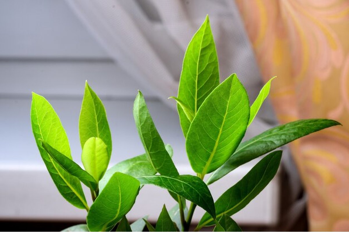 Pianta di alloro in un vaso su un davanzale soleggiato.