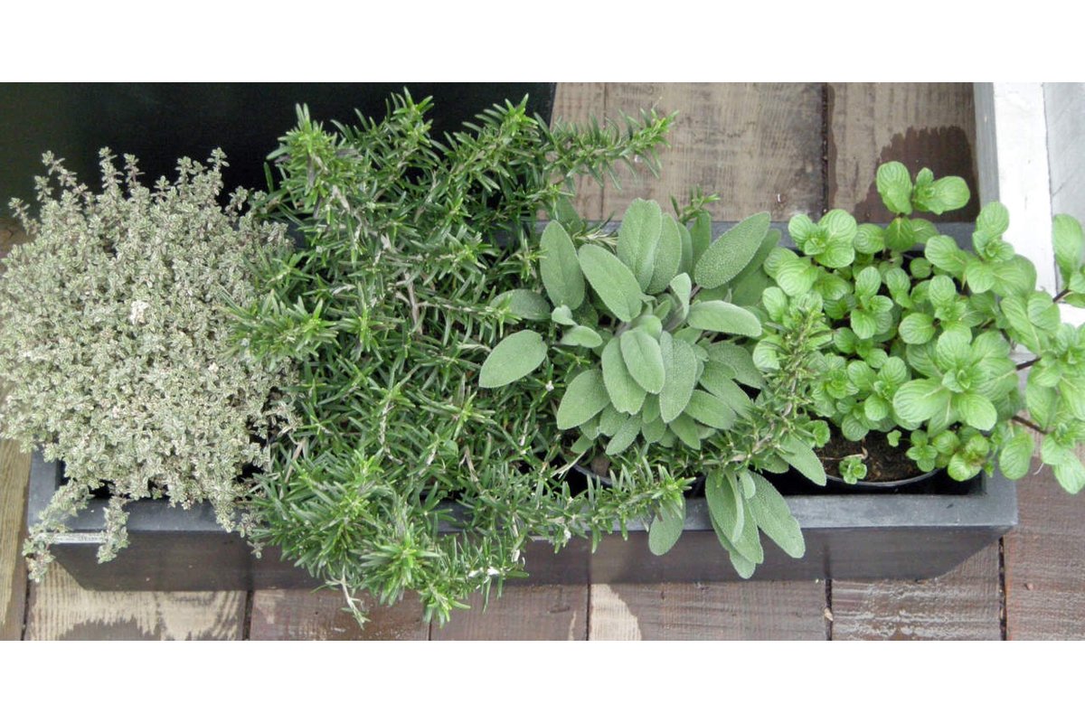 Foglie di alloro fresche su un davanzale di legno, illuminate dal sole.